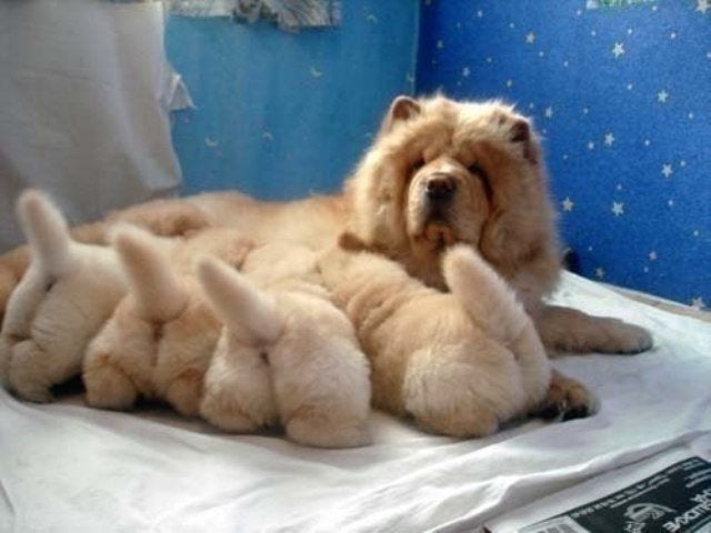 Chow Chow mother lying on the bed while her four puppies are feeding on her