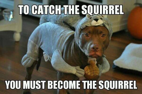A Pitbull wearing a squirrel costume and with text - To catch the squirrel you must become the squirrel