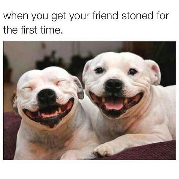 two smiling Pitbulls and with text - When you get your friend stone for the first time.