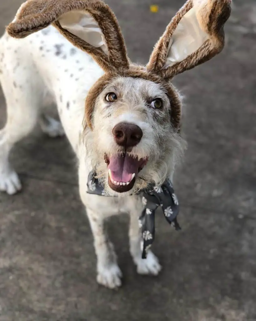 A Daloodle wearing a rabbit ears while standing on the pavement