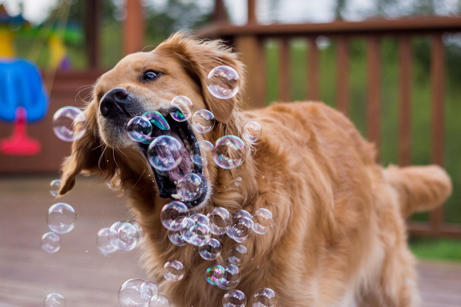 A Golden Retriever at the park catching Bubbles