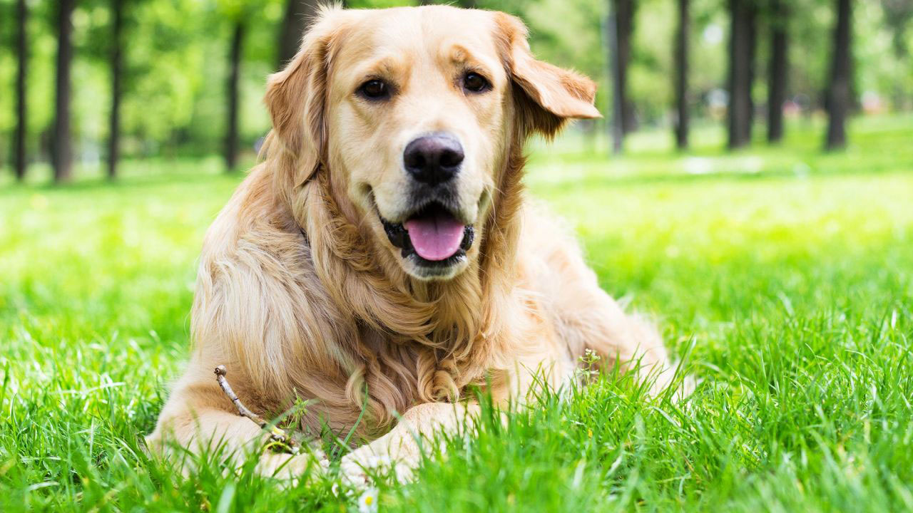 A Golden Retriever lying down on the green grass at the park
