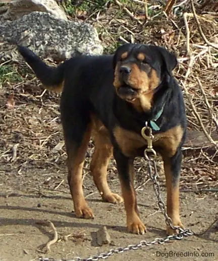 A Rottie Chow standing on the ground while barking