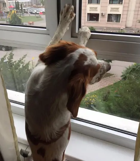 A Brittany standing up leaning towards the window while looking outside