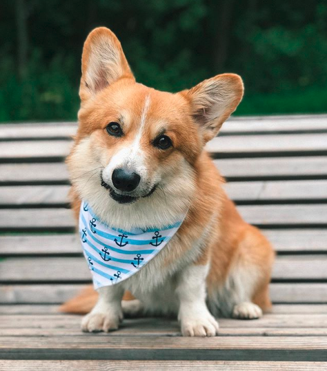 A Corgi wearing a scarf while sitting on top of the bench at the park