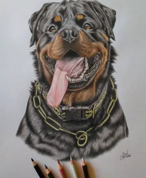 drawing of a smiling Rottweiler with its tongue out