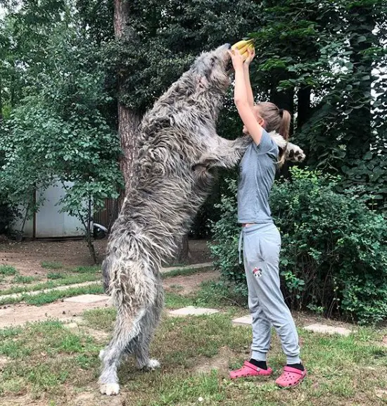 An Irish Wolfhound standing up against the woman while getting the banana on her hand