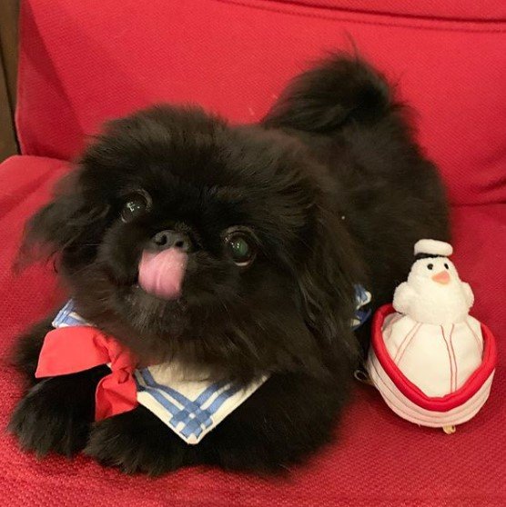 Maine Coon Cat on its bed licking its nose