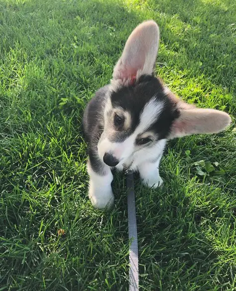 Corgi puppy sitting on the green grass while looking down and tilting its head
