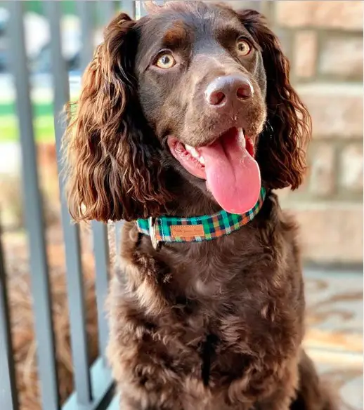A Boykin Spaniel sitting in the balcony while smiling with its tongue out