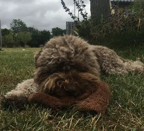 A Lagotto Romagnolo lying on the grass while biting its toy