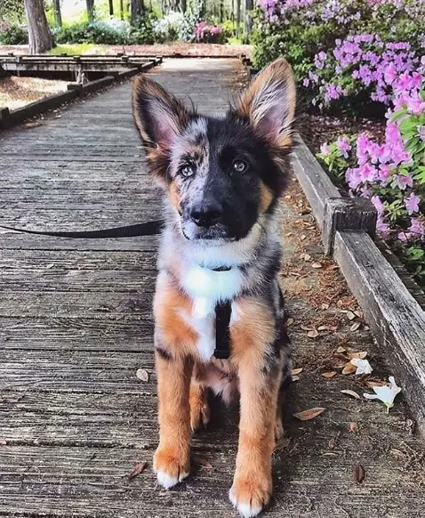 A German Shepherd sitting on the pathway at the park
