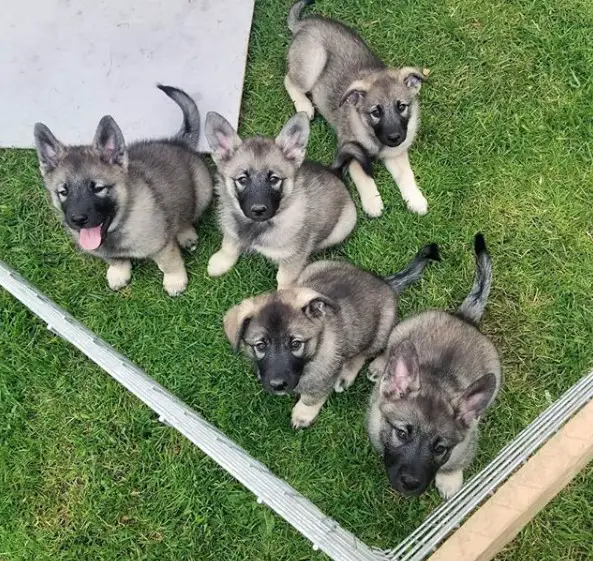 five Norwegian Elkhound puppies inside their crate in the yard