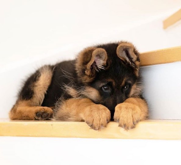German Shepherd puppy lying down in the stairs while hiding its face with its paws