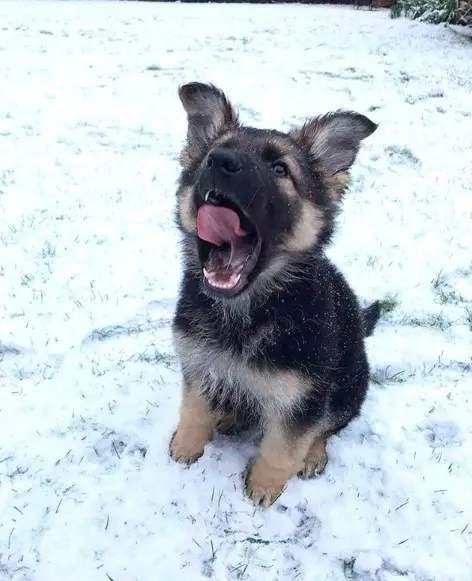 German Shepherd Puppy yawning while sitting in the snow