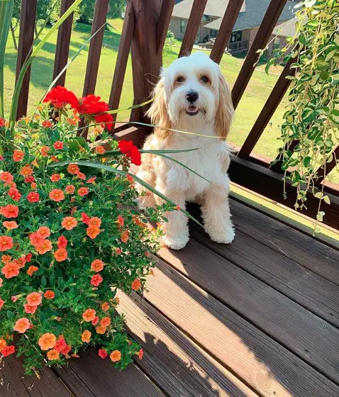 A Tibetan Terrier sitting in the balcony behind the flowers