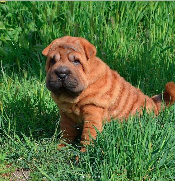 Shar Pei sitting on the green grass