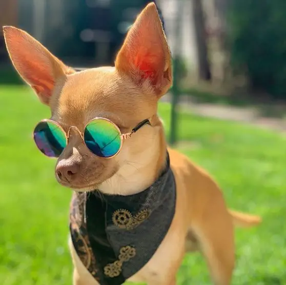 Chihuahua wearing a black scarf and sunglasses while standing on the green grass