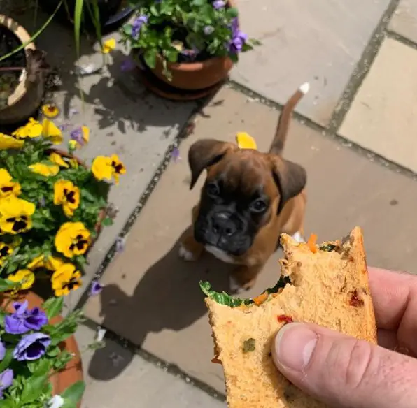A Boxer puppy sitting on the pavement with its begging face behind the sandwich in the hand of the man