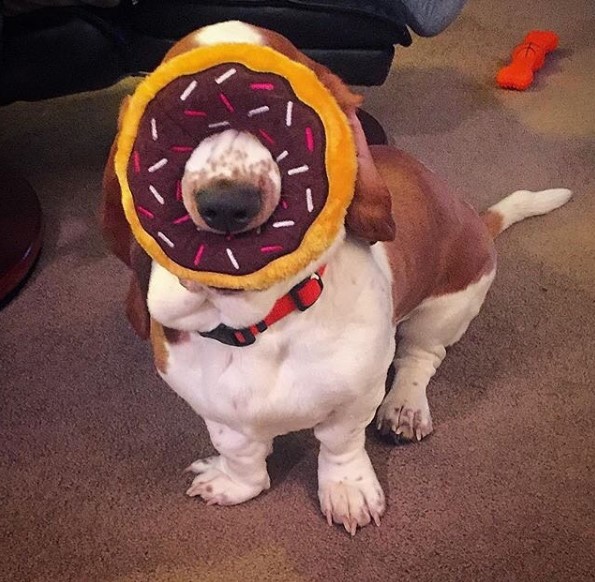 Basset Hound sitting on the floor with a donut pillow in its face