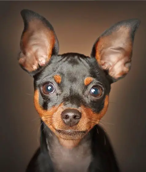 A Miniature Pinscher with its adorable face