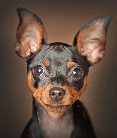 A Miniature Pinscher with its adorable face
