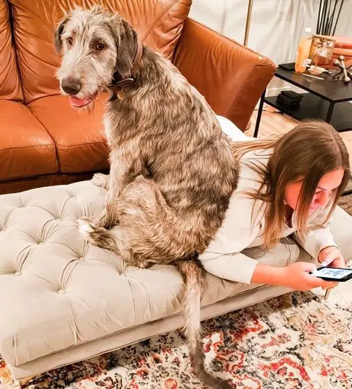 An Irish Wolfhound sitting on the chair beside a woman