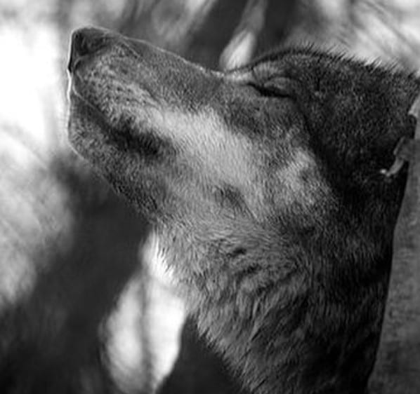 black and white photo of sideview face of a wolf while closing its eyes