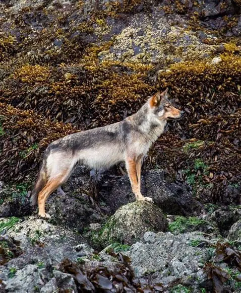 A Wolf standing on top of the rocks in the forest
