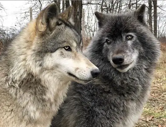 a wolf staring at another wolf sitting beside him