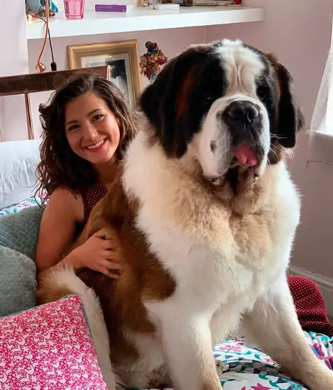 A St. Bernard Dogs sitting on the lap of the woman sitting on the couch
