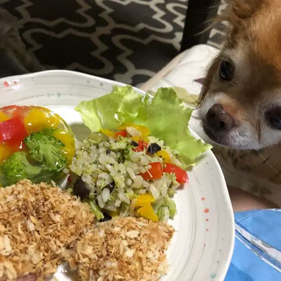 Chihuahua staring the the salad in the plate