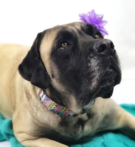 A Mastiff lying on the bed while wearing a purple flower