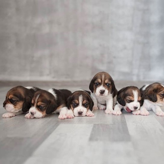 Beagle puppies aligned on the floor