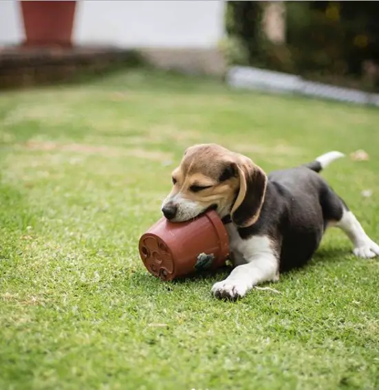 Beagle lying on the grass biting a pot