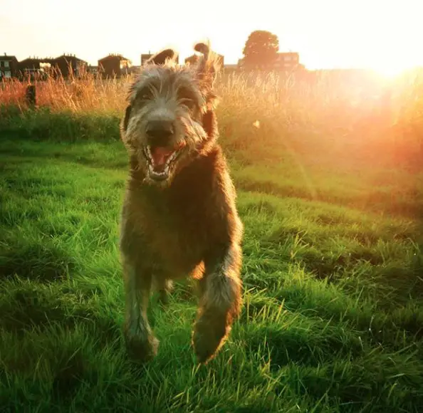 An Irish Wolfhound running in the field of grass while smiling