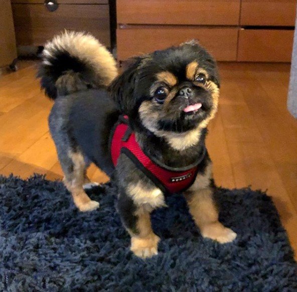 Pekingese standing on a carpet with its small tongue sticking out