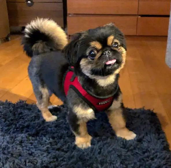 Pekingese standing on a carpet with its small tongue sticking out