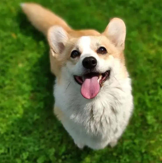 Corgi sitting on the floor while smiling with its tongue out
