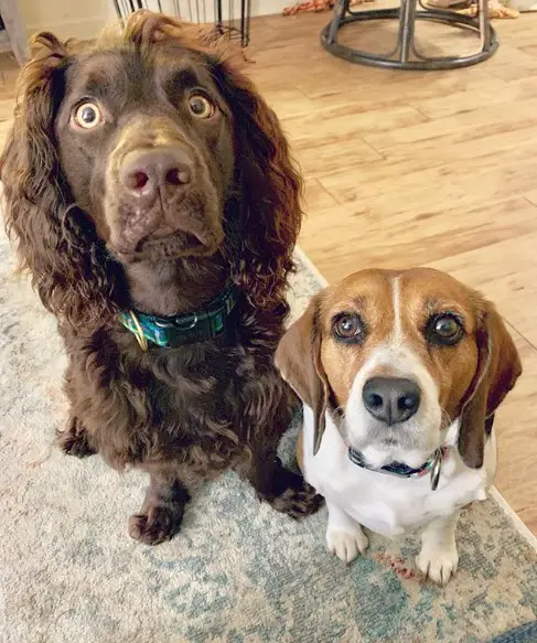 a Boykin Spaniel and a beagle sitting on the floor with their begging faces
