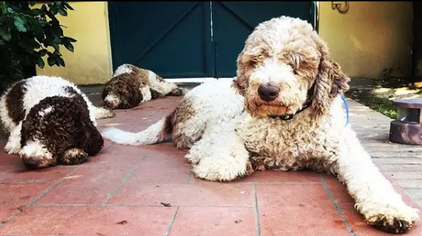 three Lagotto Romagnolo lying on the floor behind the gate