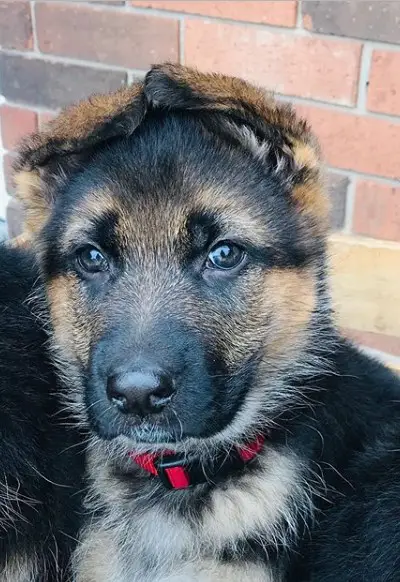An adorable German Shepherd puppy