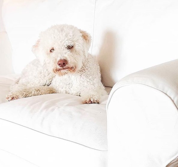 A white Lagotto Romagnolo lying on the couch