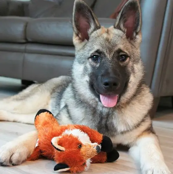 A Norwegian Elkhound Dog lying on the floor with its fox toy