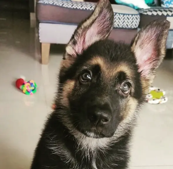A German Shepherd puppy sitting on the floor with its begging face