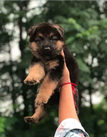 holding up a German Shepherd Puppy