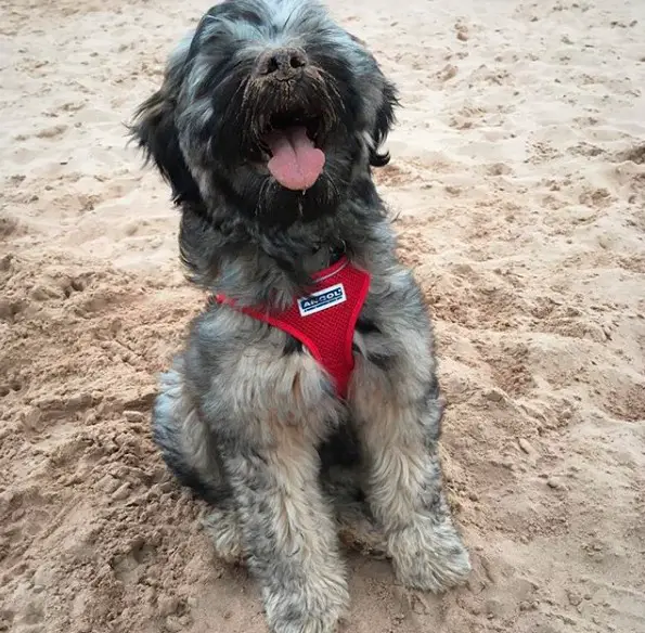 A Tibetan Terrier sitting in the sand with sand on its mouth while its open