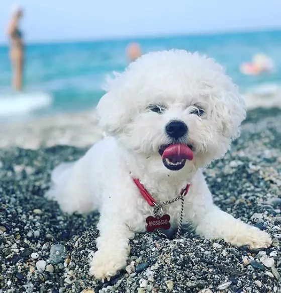 Bichon Frise lying on the pebble by the beach while yawning