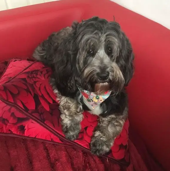 A Tibetan Terrier lying on the couch on top of the pillow in the corner