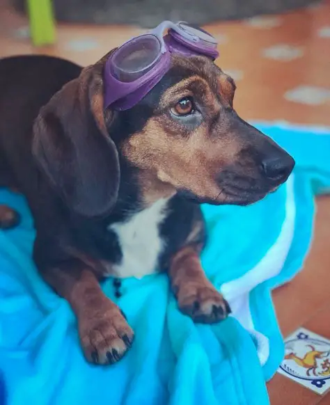 Dachshund wearing beach goggles